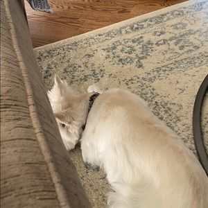 Meet your Posher, Jeanette